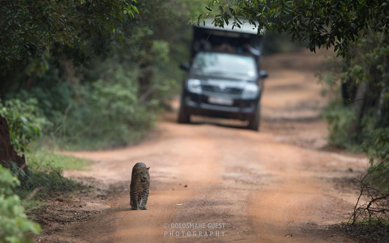 Wilpattu Dolosmahe Exterior foto