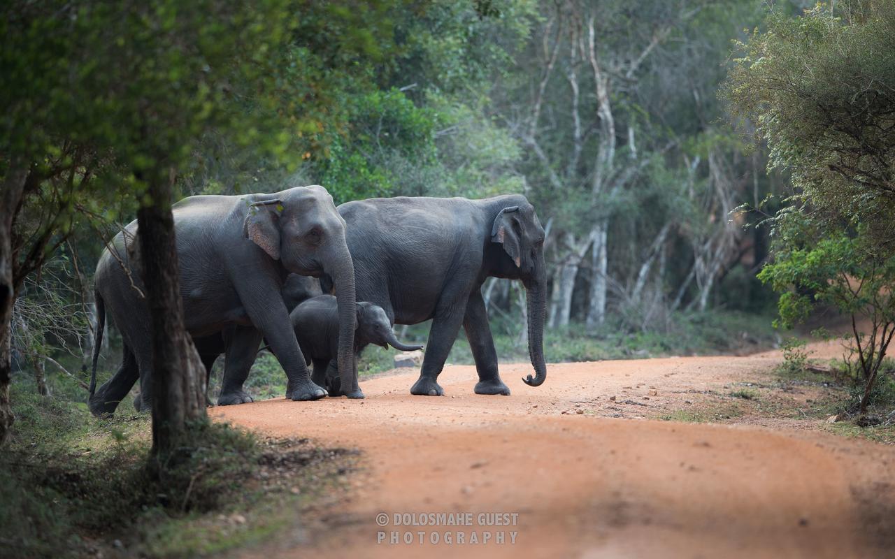 Wilpattu Dolosmahe Exterior foto